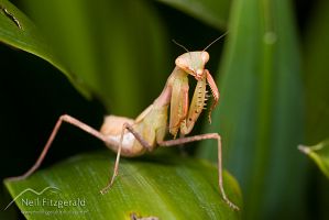 South African praying mantis