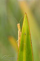 New Zealand praying mantis