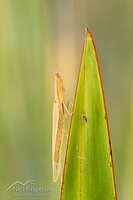 New Zealand praying mantis