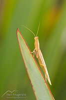 New Zealand praying mantis