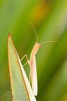 New Zealand praying mantis
