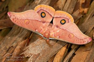 Emperor gum moth