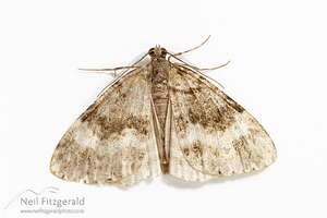 Moth on white