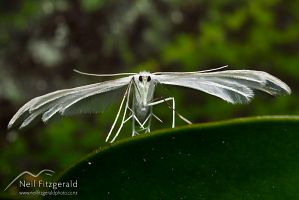 Raukawa plume moth