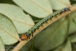 Kowhai moth caterpillar