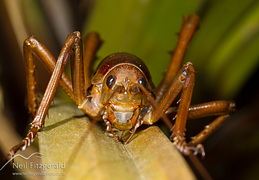 Wētā, crickets & grasshoppers