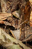 Cave wētā