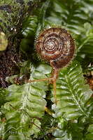Snail
