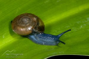 Garlic snail
