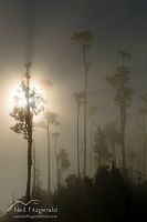 Kahikatea trees in fog