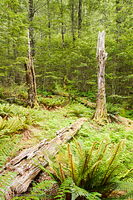 Basin Creek forest