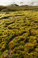 Geothermal moss