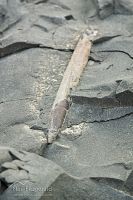 Belemnite fossil