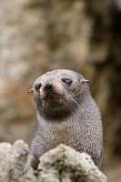 New Zealand fur seal
