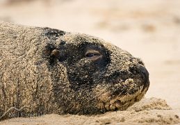 Fur seals & sea lions