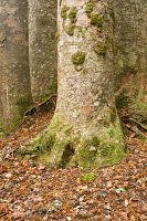 Kauri tree trunks