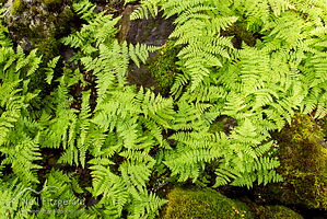 Thousand-leaved fern