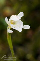 Odd-leaved orchid