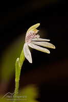 Green column Caladenia