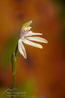 Green column Caladenia