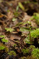 Spider orchid