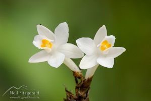 Easter orchid flowers