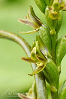 Common leek orchid 