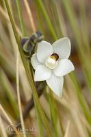 White sun orchid