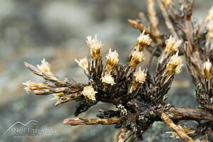Helichrysum depressum