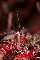 Sundew
