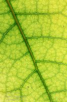 Coprosma leaf veins