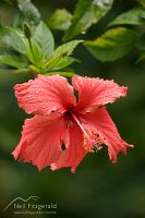 Red hibiscus 
