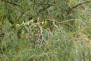 Green mistletoe