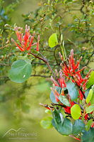 Scarlet mistletoe