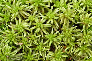 Sphagnum moss