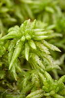 Sphagnum-cristatum-28438