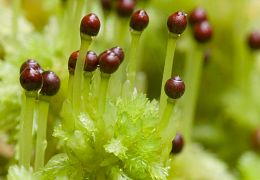 Mosses & liverworts