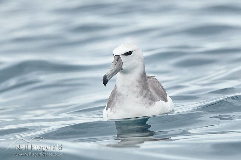 Salvins-albatross-26559.jpg