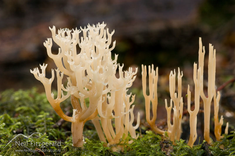 coral-fungi_3787.jpg