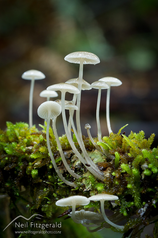 fungi-24527.jpg