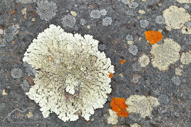 lichen-16649.jpg