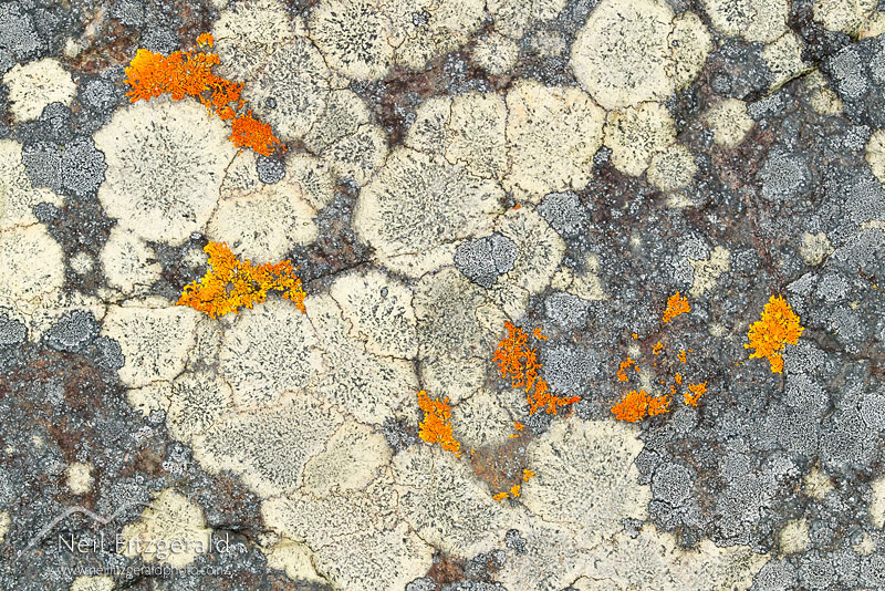 lichen-16650.jpg