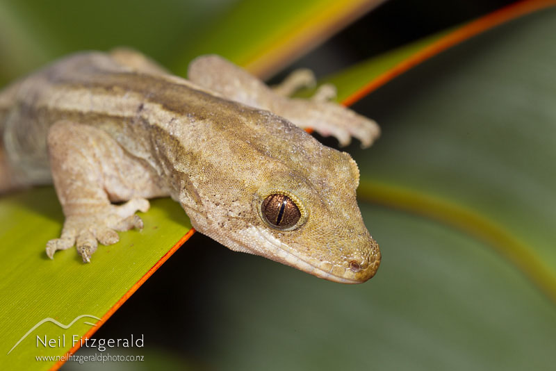 Dactylocnemis-sp-Mokohinau-gecko-16695.jpg