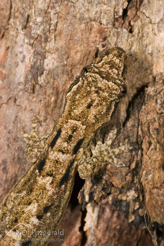 Lepidodactylus-lugubris_4031.jpg