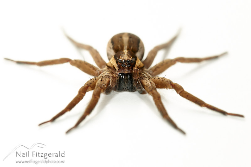Dolomedes-minor-26029.jpg