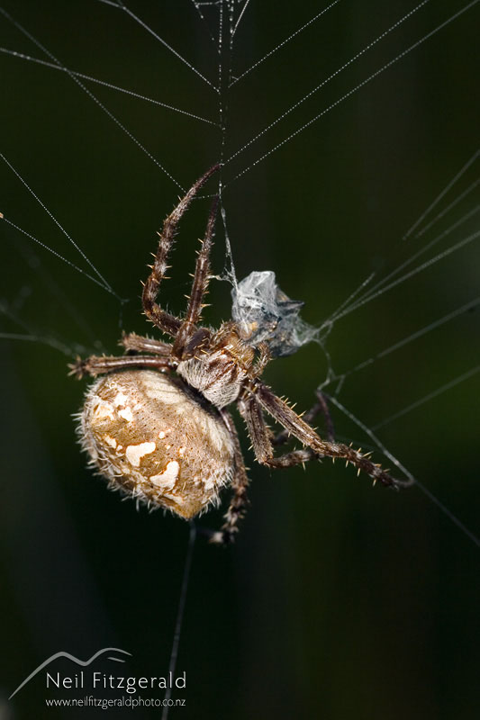 Orbweb-spider_2339.jpg
