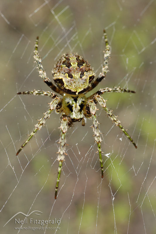 orbweb-spider_3123.jpg