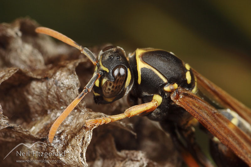 Polistes-chinensis_1610.jpg