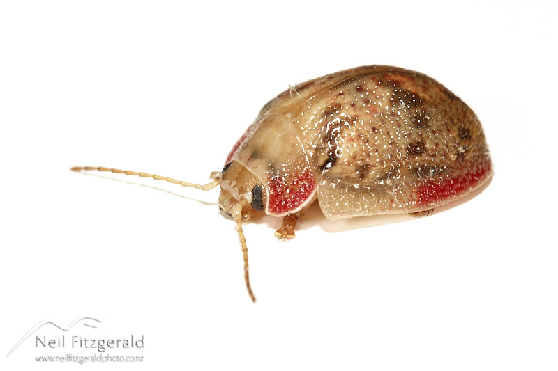 Paropsis-charybdis-28393.jpg