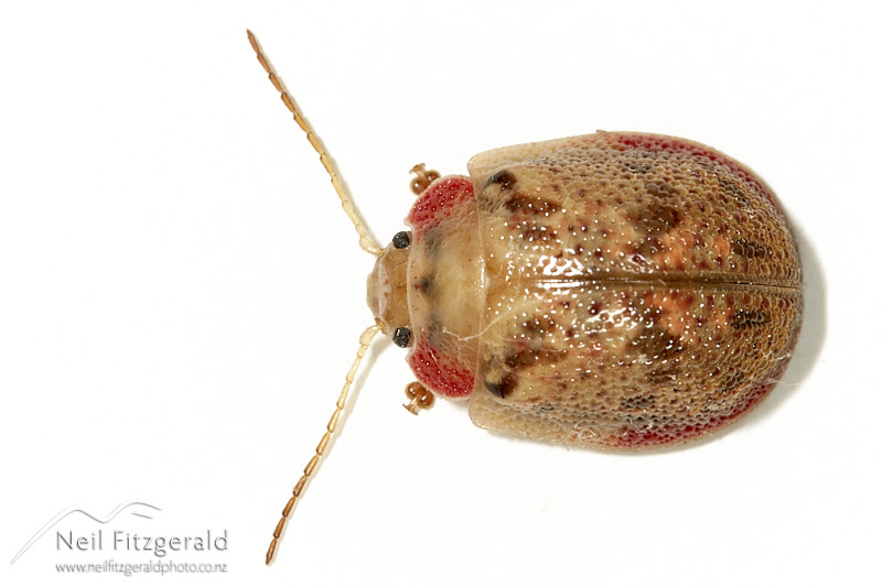Paropsis-charybdis-28394.jpg